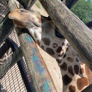 Meet your Posher, Natasha